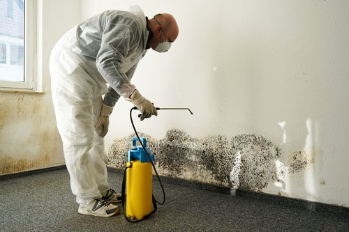 what-is-mold-remediation